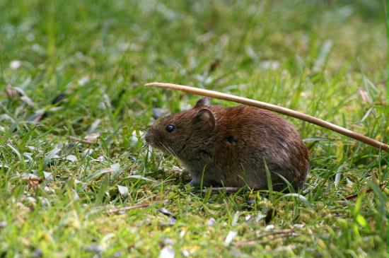 Bank Vole <i>Clethrionomys glareolus</i>